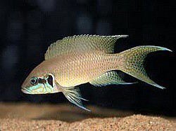 Pestřenec tanganický (Neolamprologus brichardi)
